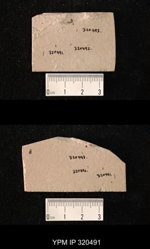 undet. Diptera