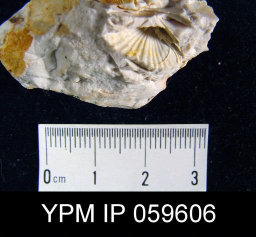 Leptocoelia flabellites