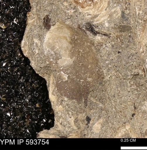 Baculites sp.