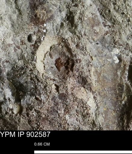 undet. Bivalvia