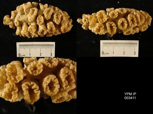 Polyblastidium racemosum