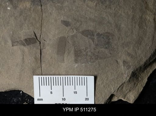 Eurypterus sp.