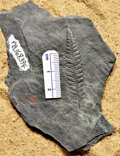 Pecopteris candolleana