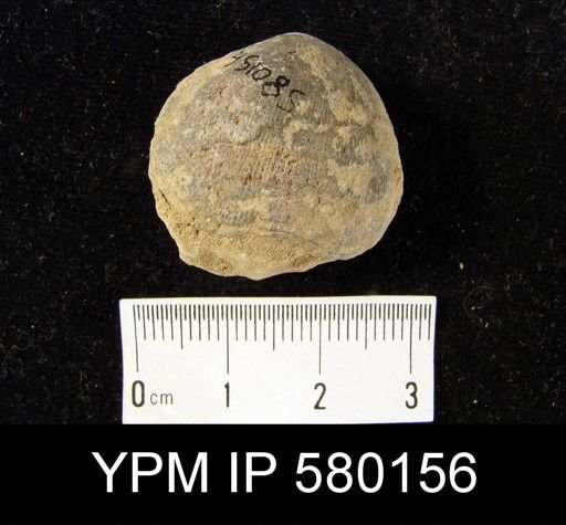 Schizophoria sp.