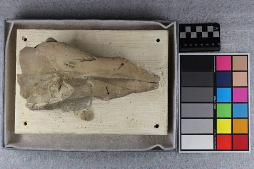 Caenopus tridactylus