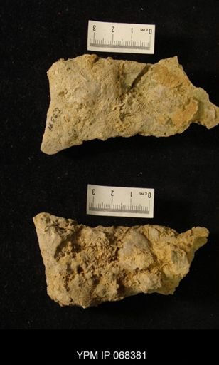 undet. Bryozoa