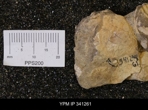 Inoceramus sp.