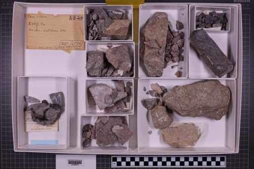 mixed taxa, stratigraphic collection