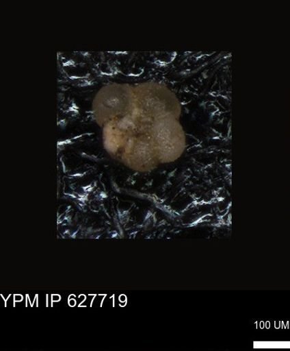 undet. Foraminiferida