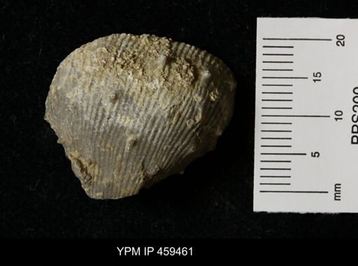 Linoproductus prattenianus