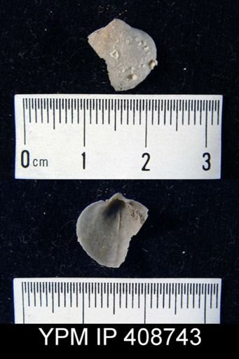 undet. Orthida