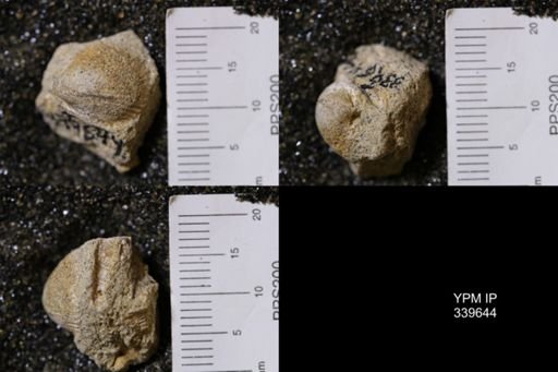 Cardium whitei