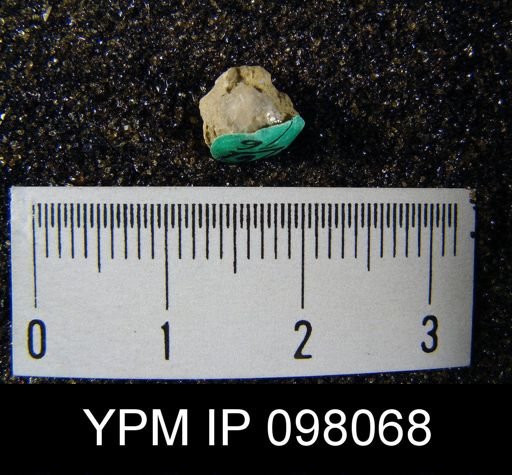 Gypidula roemeri simplex