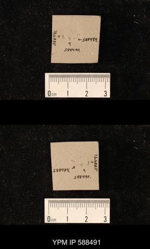 undet. Hymenoptera