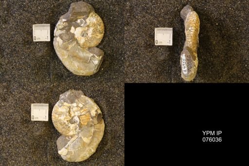 Hoploscaphites birkelundi