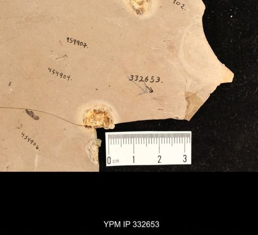 undet. Diptera
