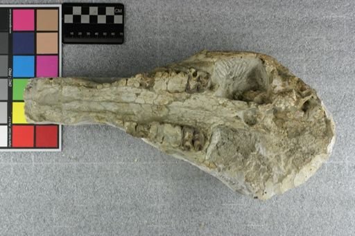 Elomeryx armatus