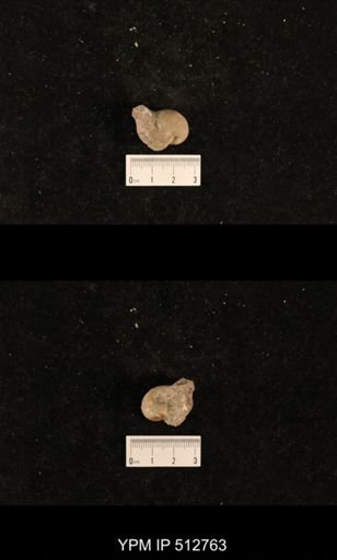 Bellerophon sp.
