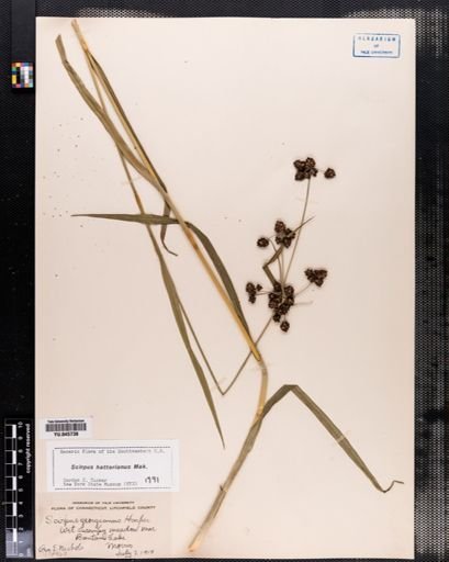 Scirpus hattorianus