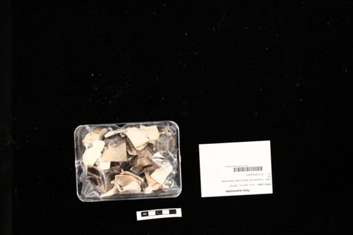 Pyxis arachnoides