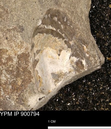undet. Mollusca