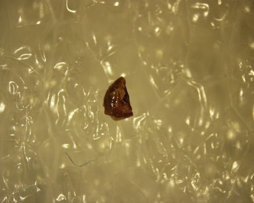 Adapisoricidae sp.