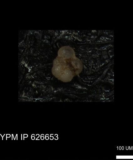 undet. Foraminiferida