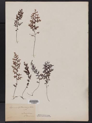 Hymenophyllum