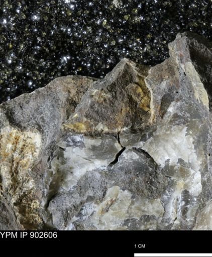 undet. Mollusca