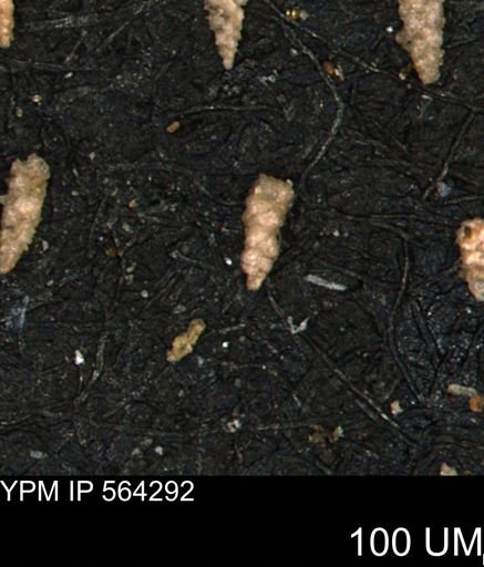 Verneuilina canadensis