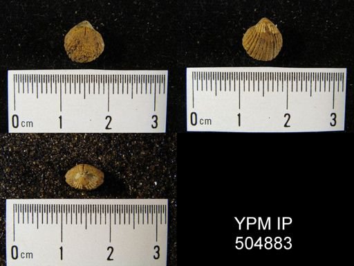 undet. Brachiopoda