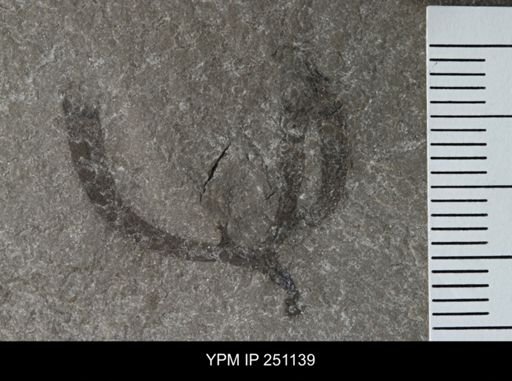 Cooksonia sp.