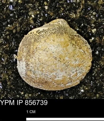Limopsis striatopunctatus