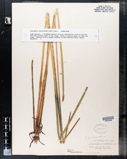 Eleocharis equisetoides