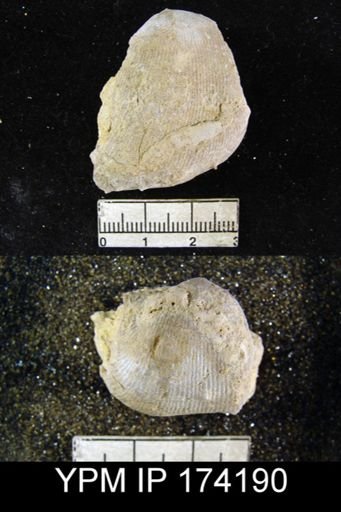 Linoproductus cora