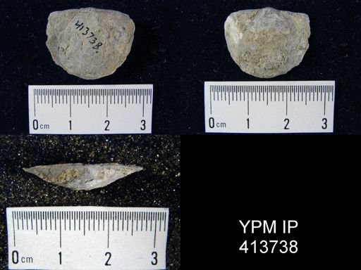 undet. Strophomenida