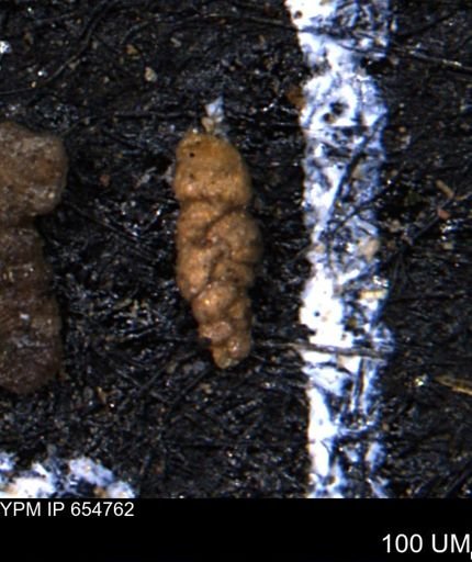 Ammobaculoides whitneyi