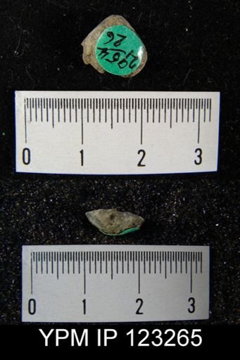 Dictyonella reticulata