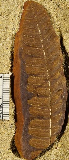 Pecopteris miltoni