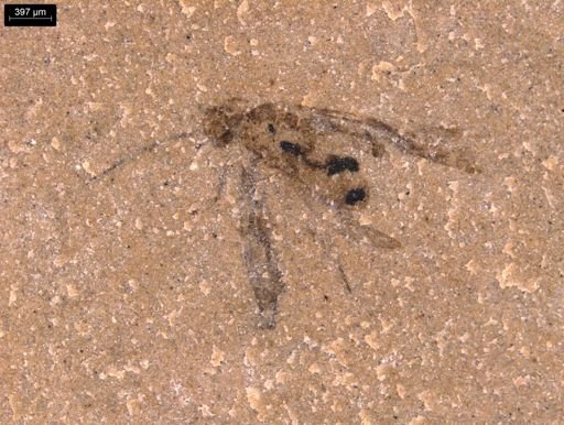 taxon undetermined