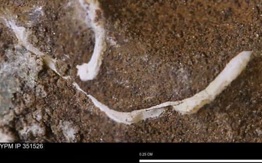 undet. Bivalvia