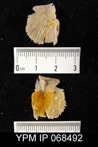 Austinella kankakensis