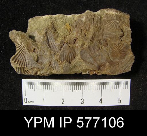 Platyrachella sp.