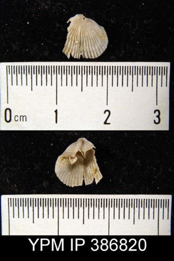 Streptorhynchus?
