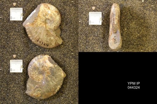 Hoploscaphites comprimus