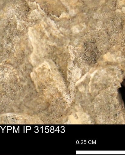 undet. Mollusca