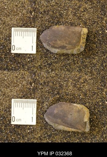 undet. Scaphitidae