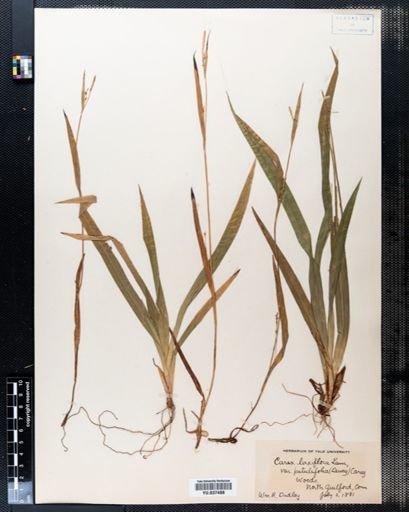 Carex laxiflora