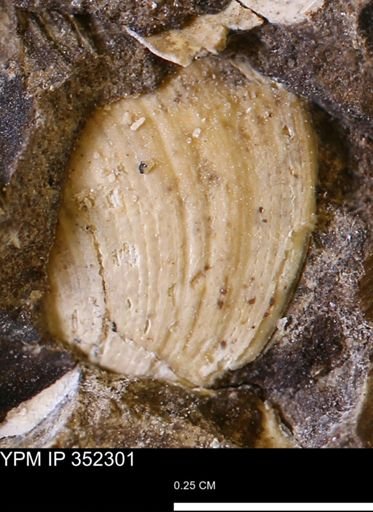 Limopsis striatopunctatus