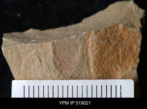 Brevipelta chouberti